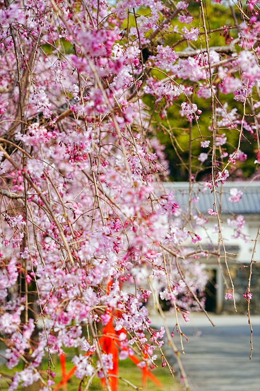 1013_大垣城_岐阜