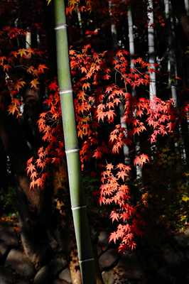 1010_修善寺_静岡