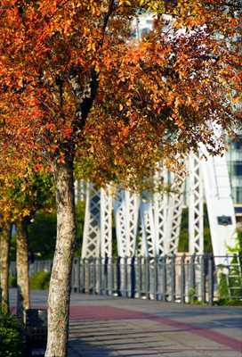 1013_汽車道_神奈川