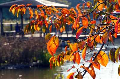 1107_篠原池_神奈川