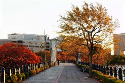 1017_汽車道_神奈川