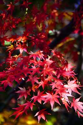 1086_游愁の美_日本