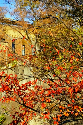 1011_大阪城_大阪