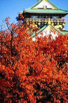 1017_大阪城_大阪