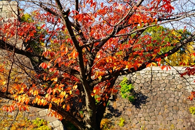 1032_大阪城_大阪