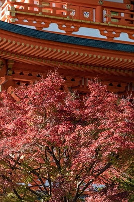 1036_神戸市須磨寺_兵庫