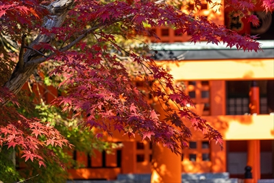 1039_神戸市須磨寺_兵庫