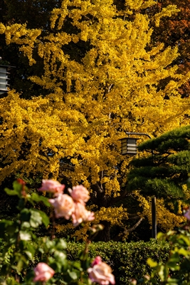 1048_神戸市須磨離宮公園_兵庫