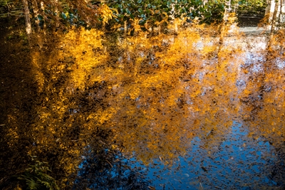 1049_神戸市須磨離宮公園_兵庫