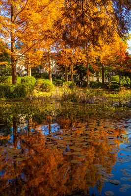 1057_神戸市須磨離宮公園_兵庫