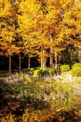 1058_神戸市須磨離宮公園_兵庫