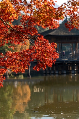 1087_奈良公園鷺池_奈良