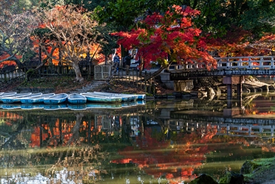 1093_奈良公園鷺池_奈良