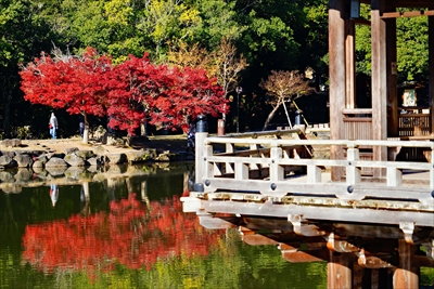 1097_奈良公園鷺池_奈良