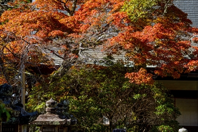 1104_春日大社_奈良