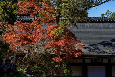 1105_春日大社_奈良