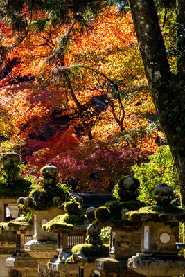 1107_春日大社_奈良