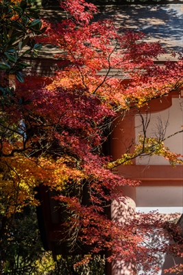 1108_春日大社_奈良