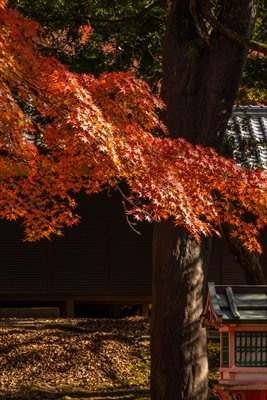 1111_春日大社_奈良