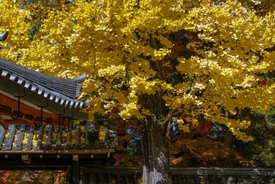 1116_手向山八幡宮_奈良