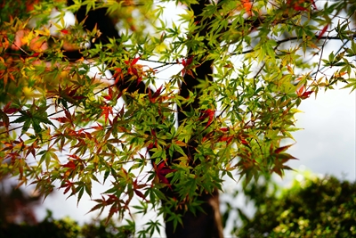 1012_名古屋市徳川園_愛知