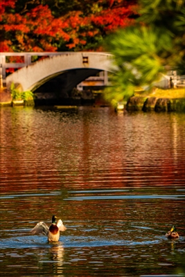 1020_名古屋市徳川園_愛知