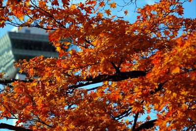 1012_函館五稜郭公園_北海道
