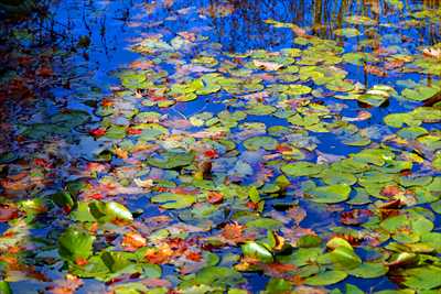 1014_函館五稜郭公園_北海道