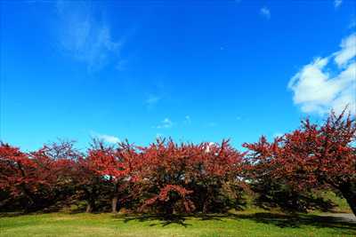 1017_函館五稜郭公園_北海道