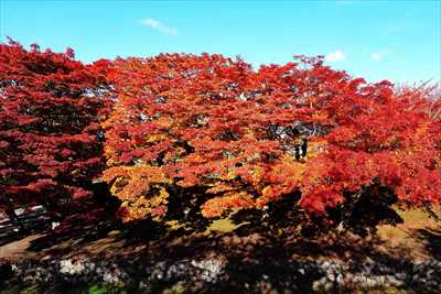 1020_函館五稜郭公園_北海道