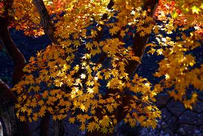 1027_函館五稜郭公園_北海道