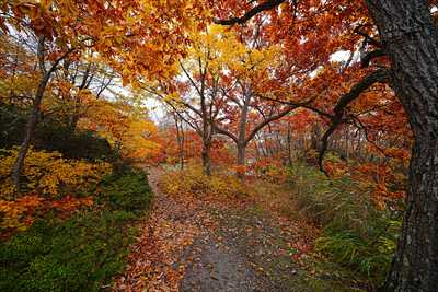 大沼公園_北海道