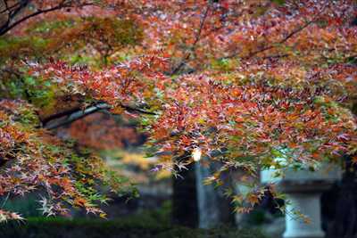高崎徳明園_群馬