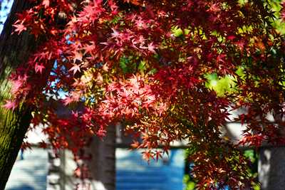 1003_川越喜多院_埼玉