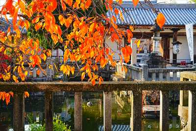 1128_洛中 東寺_京都