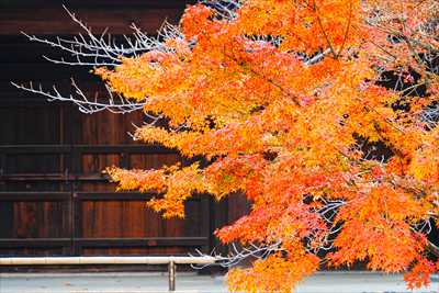 1131_洛中 東寺_京都