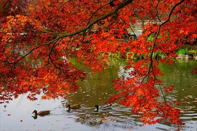 1133_洛中 東寺_京都