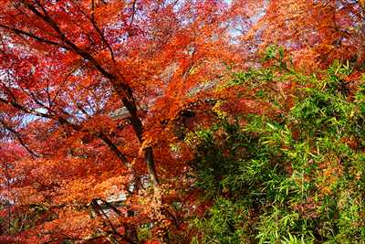 1198_洛東 今熊野観音寺_京都