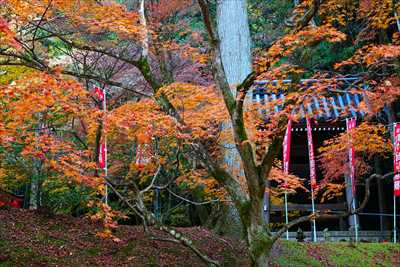 1199_洛東 今熊野観音寺_京都