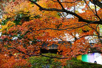 1201_洛東 今熊野観音寺_京都