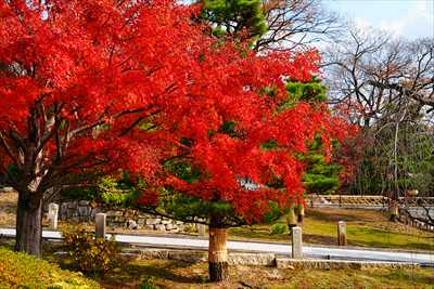 1045_洛東 智積院_京都