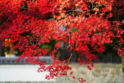 1010_洛東 南禅寺_京都