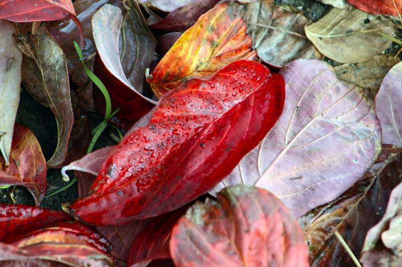 1003_游愁の美_日本