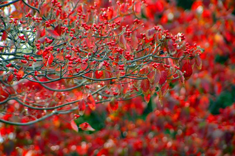 1004_游愁の美_日本