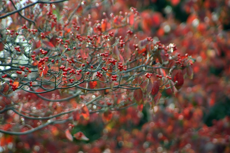 1109_横浜市新羽町_神奈川