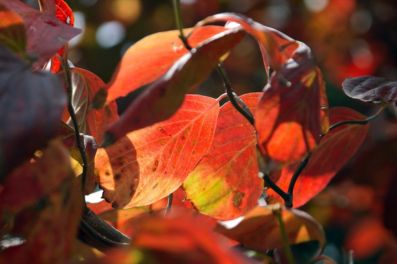 1110_横浜市新羽町_神奈川