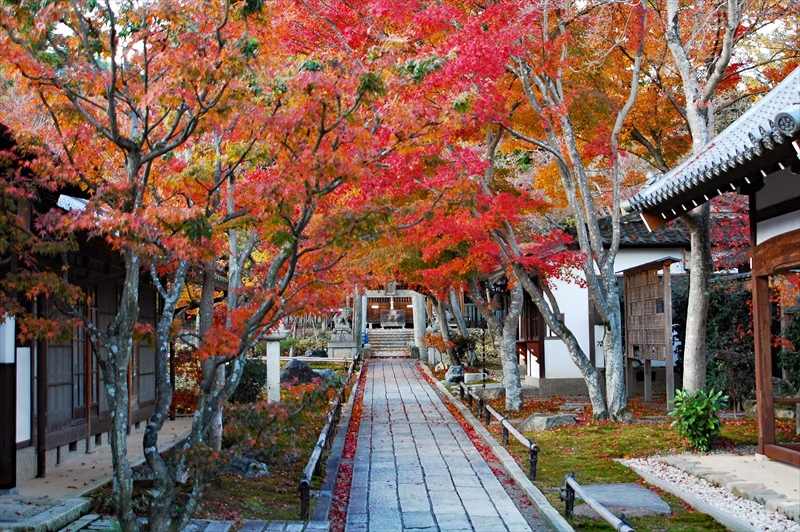 1004_洛北 常照寺_京都