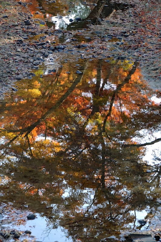 1003_奈良公園_奈良