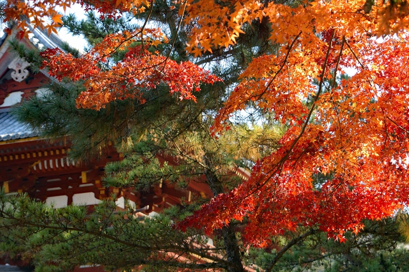 1009_奈良公園_奈良