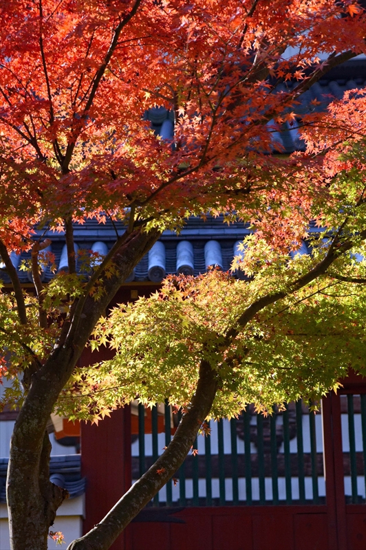 1011_奈良公園_奈良